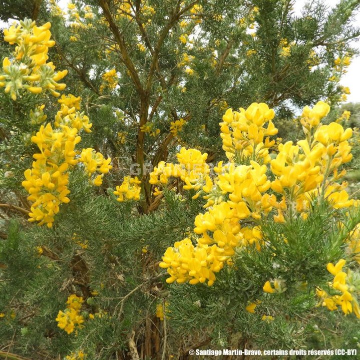 Genêt corse, Broom Decorticans, Adenocarpus decorticans image